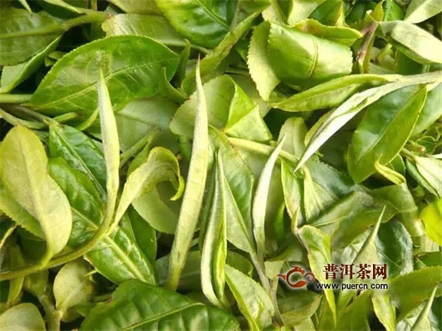 彩农茶：倚邦小叶种？