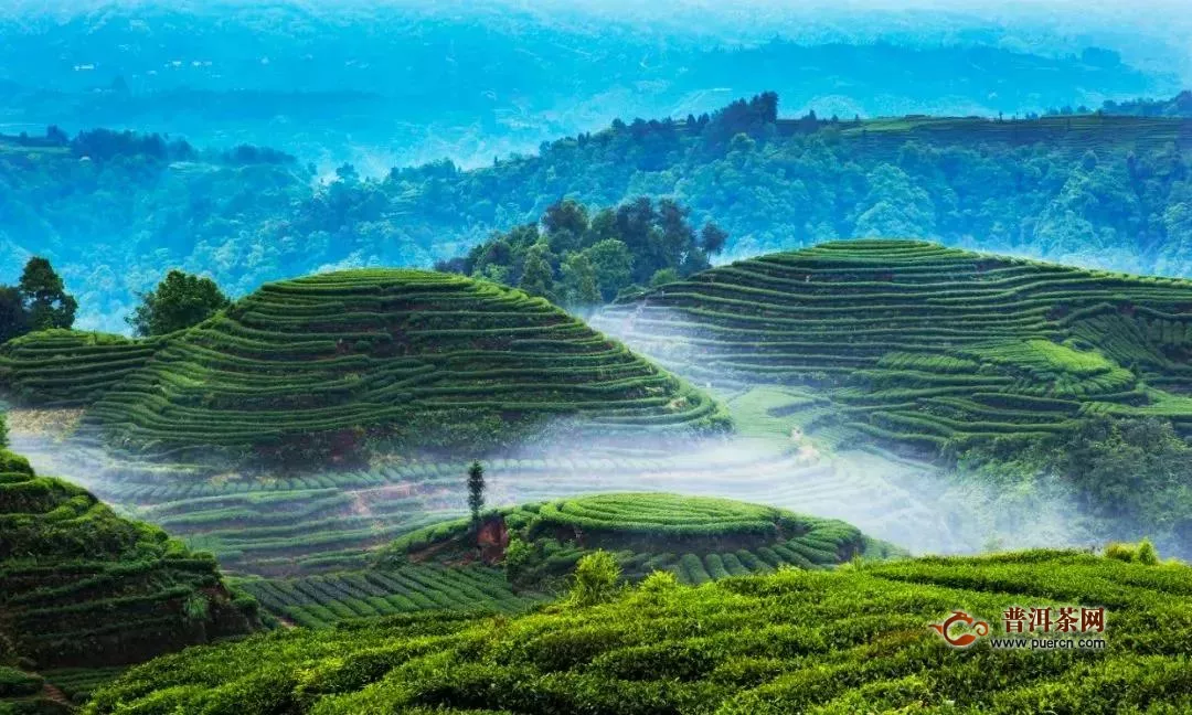 2019-2020年度中国茶行业洞察报告：新动态、新趋势