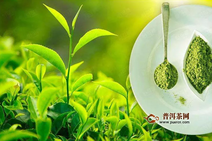 綠茶樹一般怎么種植