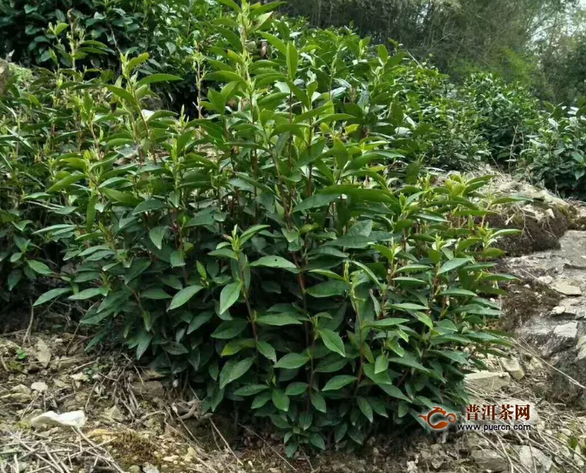 綠茶樹(shù)是否會(huì)開(kāi)花