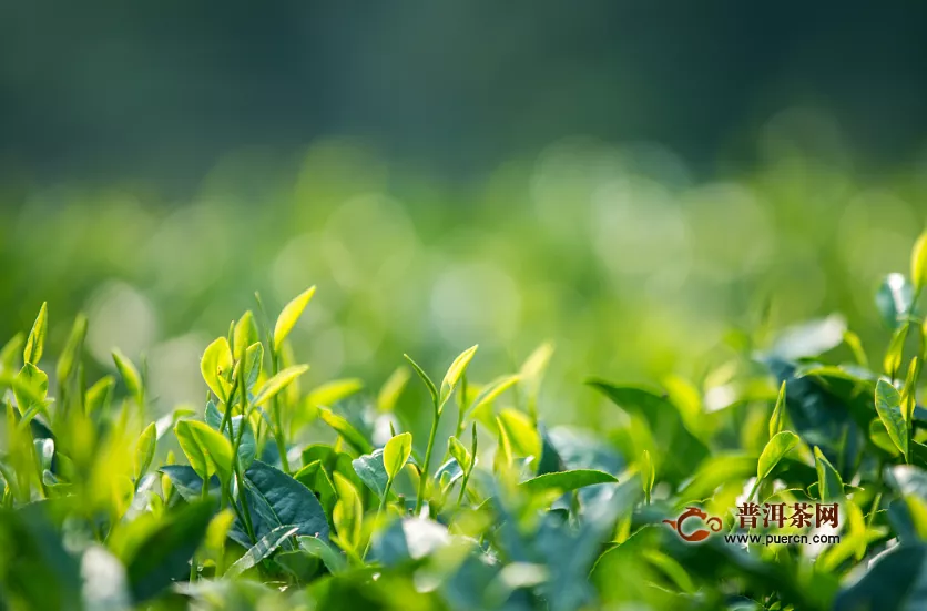 喝綠茶減肥的功效好不好