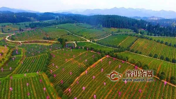 凤冈县坚持有机茶标准，锌硒茶出口领跑全省