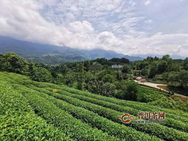 杨凌科技引领茶产业发展 试验示范站助推脱贫攻坚