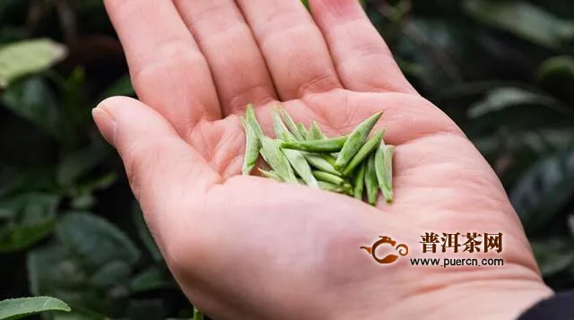 龍井茶綠茶的采摘時間是何時