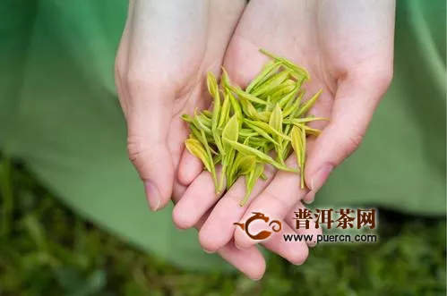从致富茶到扶贫茶，安吉白茶带动湘川黔5839名贫困人口脱贫增收！