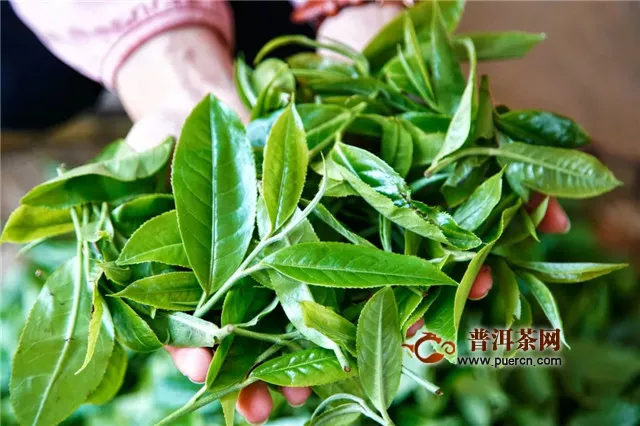 彩農(nóng)茶：純料與拼配