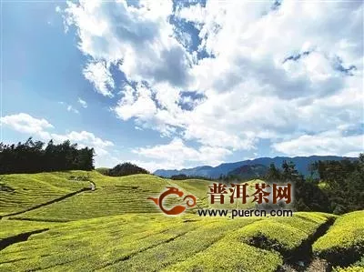 杭州市上城区帮扶鹤峰加快茶产业“有机转换”