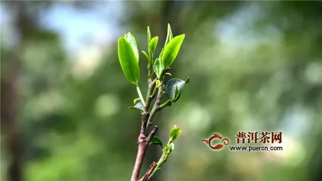 彩农茶：云南大叶种与省外中、小叶种关系区别