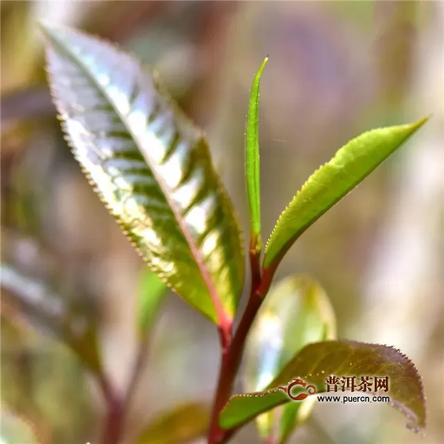 彩农茶：云南大叶种与省外中、小叶种关系区别