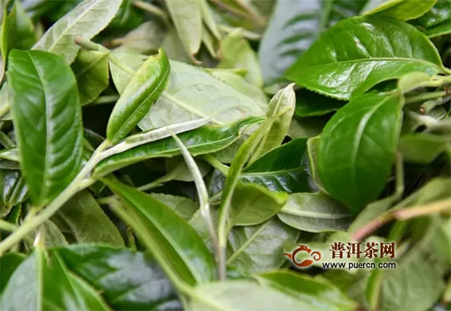 彩农茶：春茶为什么是一年中最好的茶？
