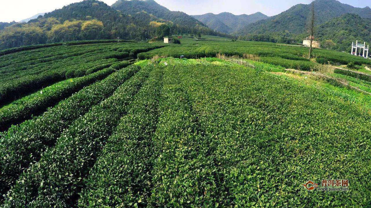我国绿茶的主要产地有哪些