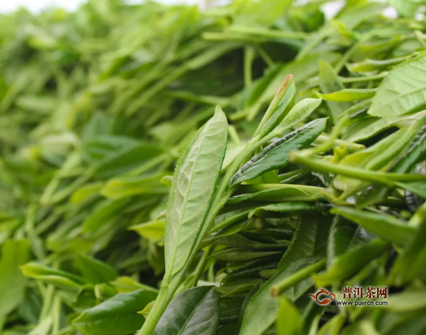 綠茶廬山云霧茶價(jià)位多少合理