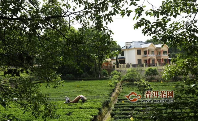 冶溪琥珀发展茶产业示范村