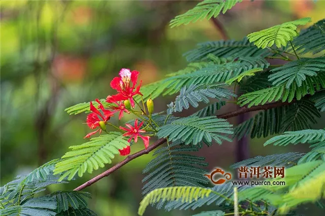 夏日清凉之道，饮柏联普洱为先