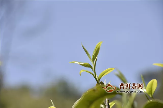 “中国茶文化旅游第一城” 项目建设启动仪式暨招商会在祁县举行