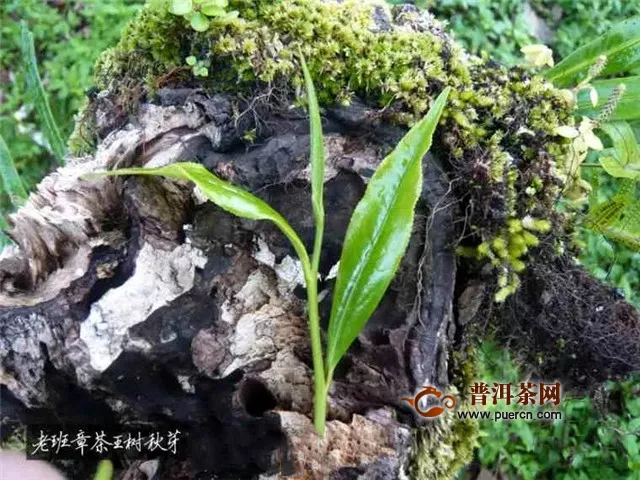 彩農(nóng)茶：普洱茶王——老班章