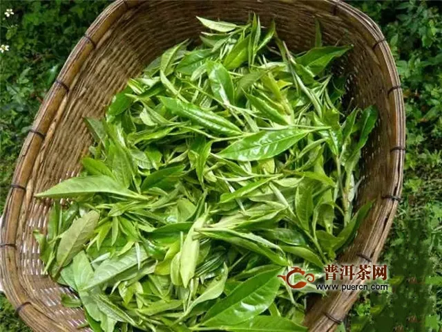 彩农茶：普洱茶王——老班章