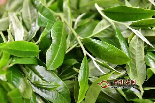 彩農(nóng)茶：普洱茶王——老班章