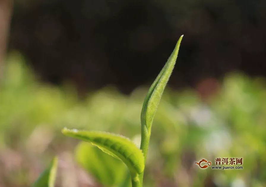 綠茶主要有些什么功效