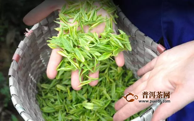 名茶安吉白茶的主要产区有哪些