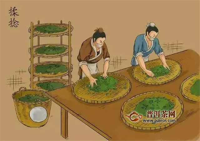 彩农茶：普洱茶生产制作工艺