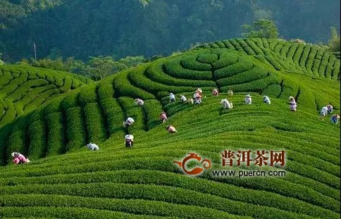 疫情之下，贵州茶叶出口危中寻机逆市上扬