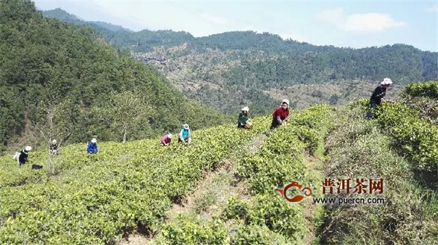 台江县茶产业发展领百姓致富