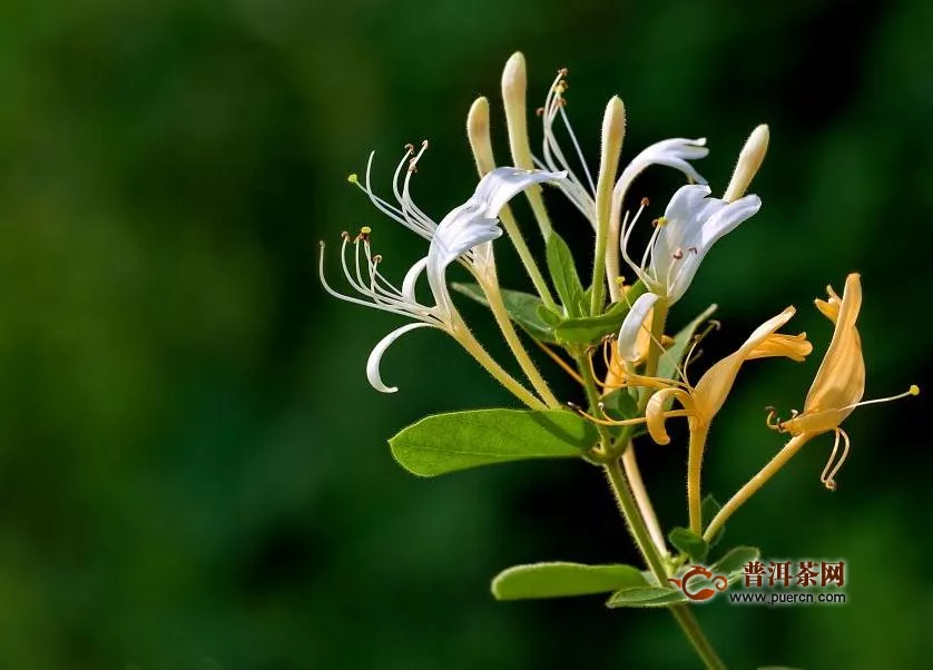 金銀花茶對(duì)婦科炎癥有好處嗎