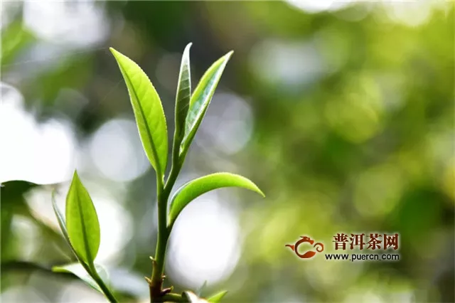 彩农茶：普洱茶的香型