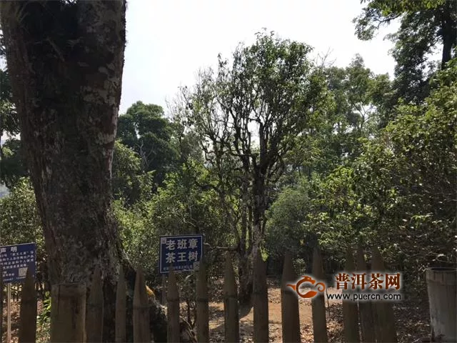 江南体育下载平台注册
投资分析：两年没发芽的茶王树 已经敲响警钟的老班章