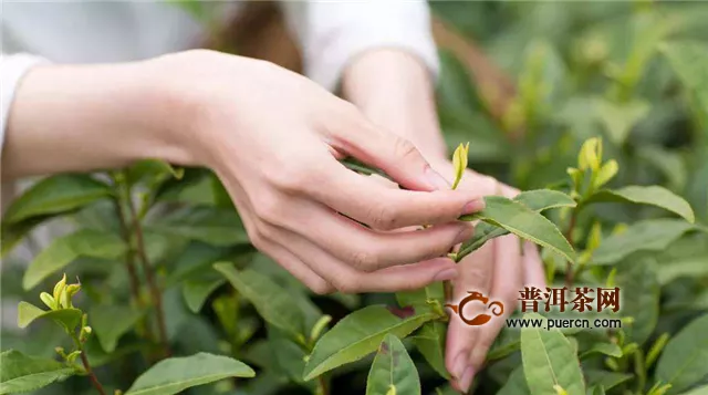 六安瓜片和霍山黄芽是产自哪里的茶叶
