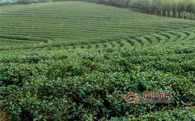 六安瓜片和毛尖是产自哪里的茶叶