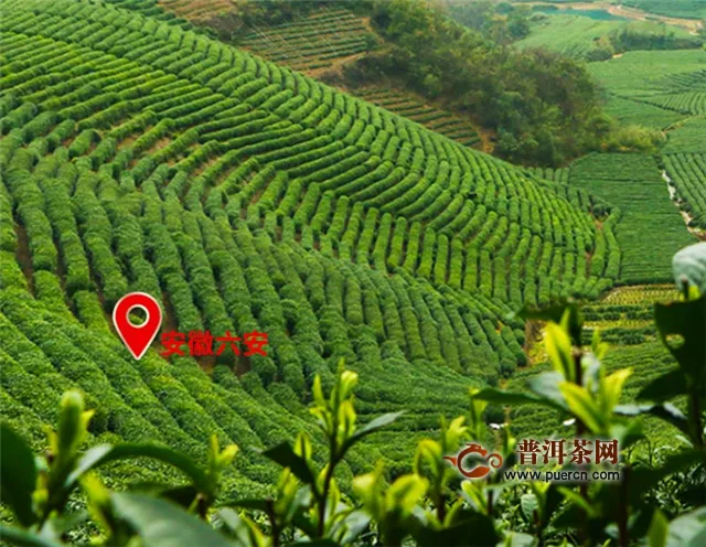 六安瓜片和黃山毛峰是產(chǎn)自哪里的茶葉