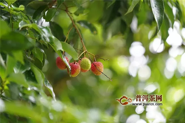 柏联普洱吃水果长大的茶叶