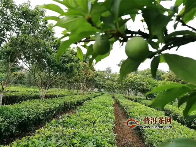 柏联普洱吃水果长大的茶叶