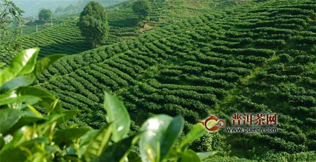 六安瓜片和普洱茶是产自哪里的茶叶