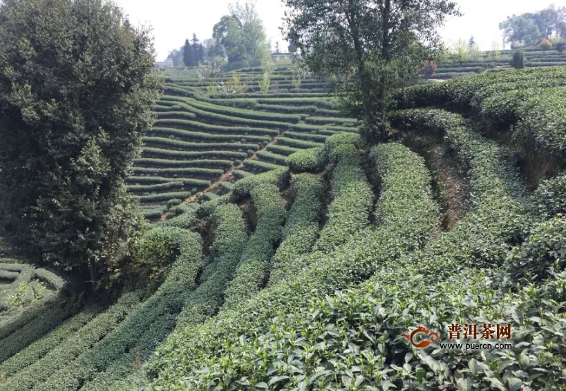 绿茶（未发酵茶）有哪些功效作用	
