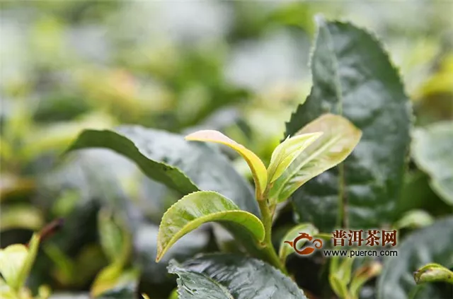 “云南思茅有机茶”产品质量追溯全覆盖