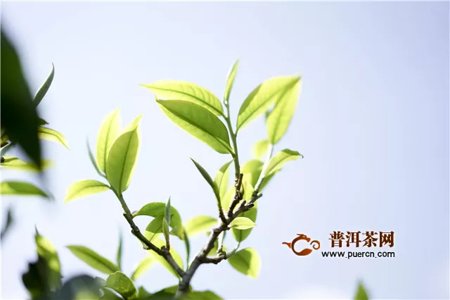 安徽黄山将做大做强茶产业