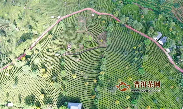 云南思茅：林中有茶 茶中有林