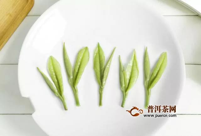 安吉白茶绿茶的采摘季节