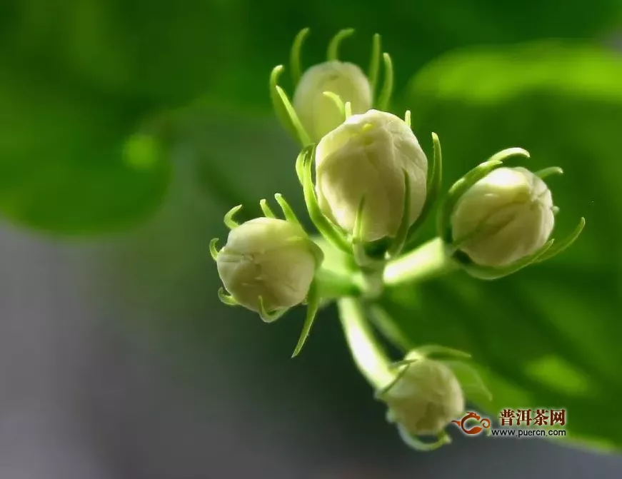 菊花茉莉茶的好處與作用