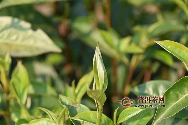 遵义市余庆县税务局减税助茶产业回暖