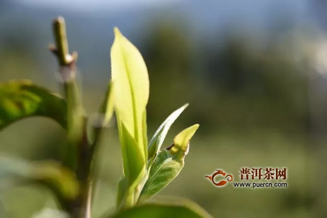 贵州省铜仁市印江县推动印江茶产业规模化发展