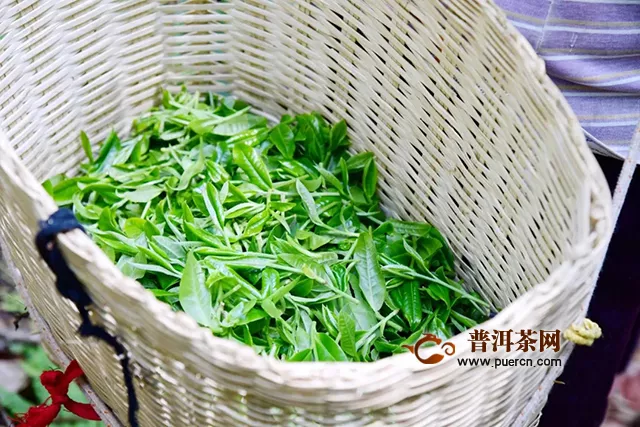 彩农茶详解鲜叶质量