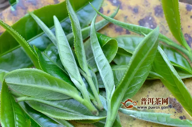 彩农茶：什么嫩度的鲜叶适制普洱茶