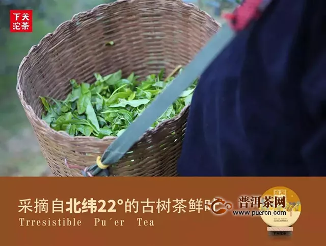 下关新品保龙公社：公社，深度地展现着一个小产区的茶的性格