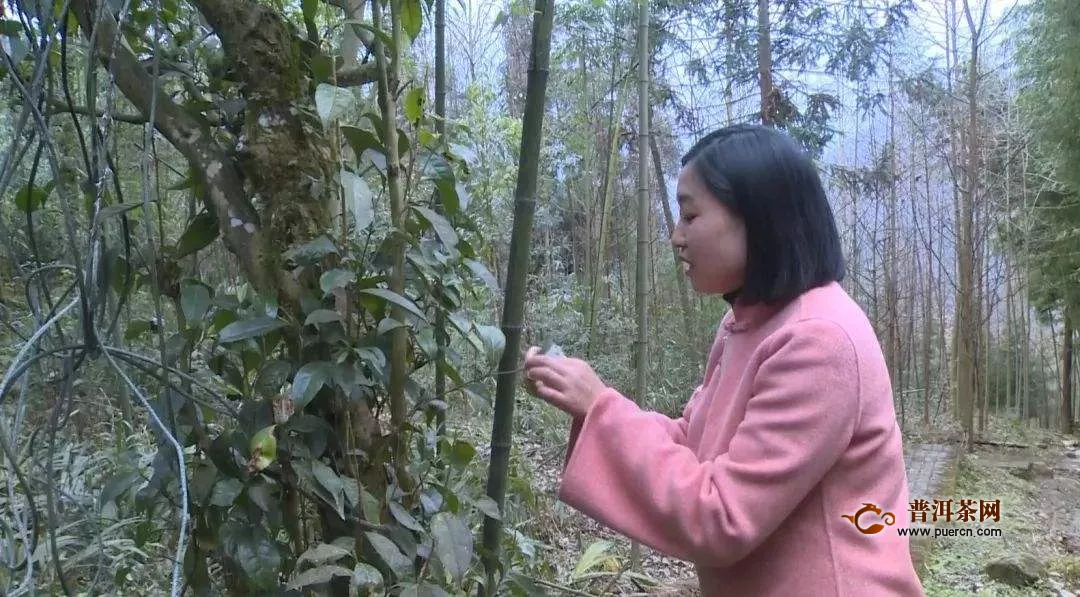 一组资讯|现存千年古茶树50余棵，崇州枇杷茶申报中国重要农业文化遗产