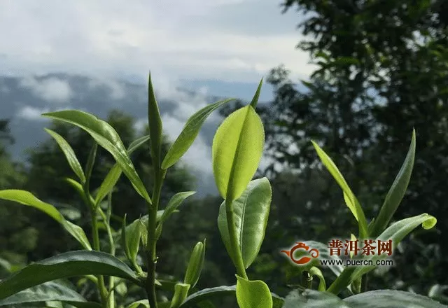 小喜年寻茶，小喜年掌柜的景迈山寻茶之旅