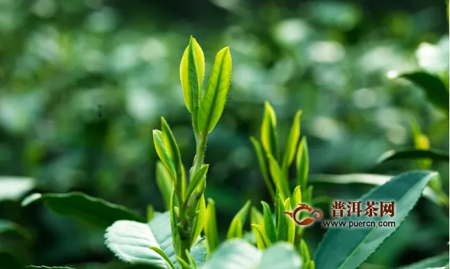 越鄉(xiāng)龍井的采制工藝與烏牛早的茶樹培養(yǎng)